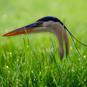 Great Blue Heron in Deep Grass