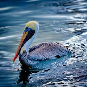 Swimming Brown Pelican
