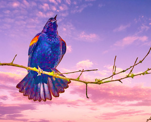 Redwing against a pink sky 
