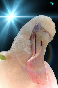 Sleepy Spoonbill
