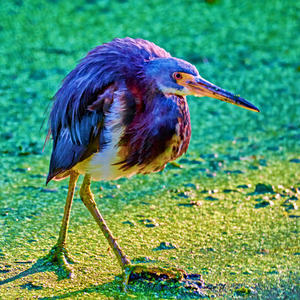 Tri cololred Heron - square