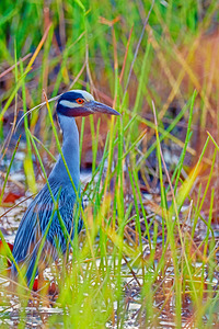 Yellow Crowned Night Heron in a Marsh