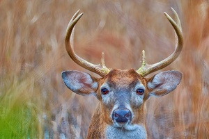 Morning Buck