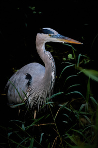 Great Blue Heron in the Shadows