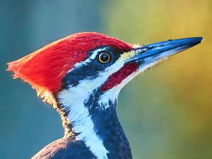 Pileated Woodpecker Closeup