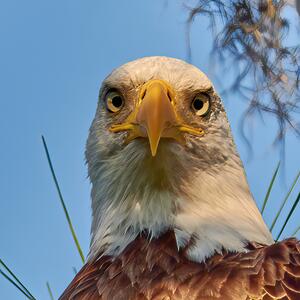 Bald Eagle Staredown