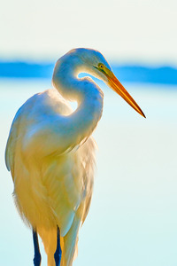 Great Egret Profile
