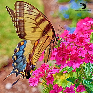 Female Tiger Swallowtail on Verbena