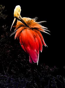 Colorful Great Egret
