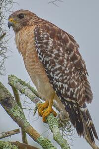 Red Shouldered Hawk