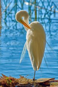 Preening Great Egret