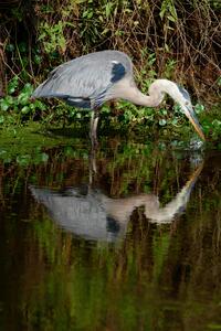 Striking Great Blue Heron
