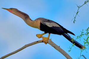 Female Anhinga Snakebird