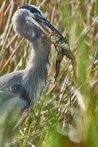 Great Blue Heron with Bullfrog 2