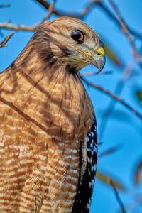  Focused Red-Shouldered Hawk