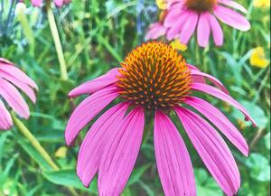 Pink Coneflower