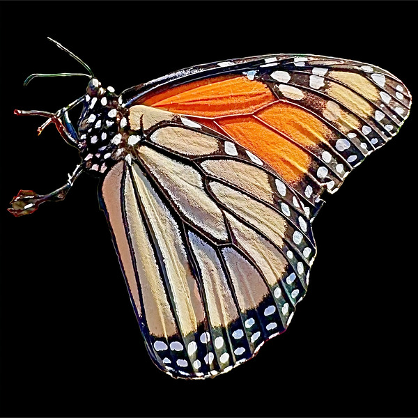 Monarch Print