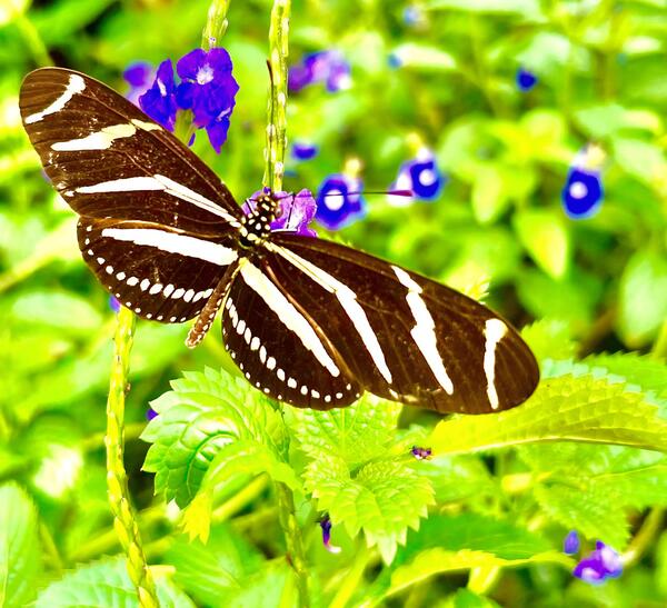 Zebra Longwing Print
