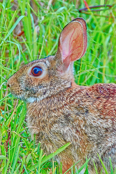 Peter Cottontail Print