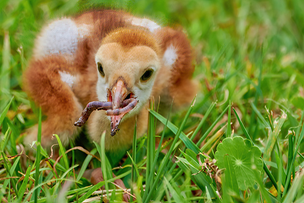 Sandhill Crane Gets the Worm Print