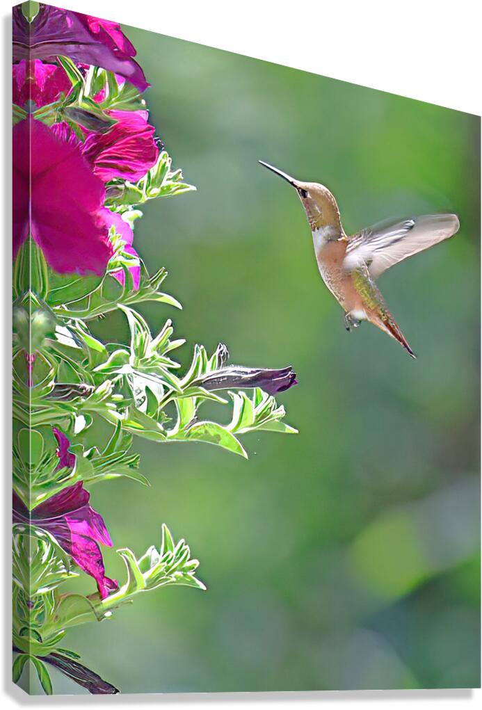 Hummingbird Canvas Print