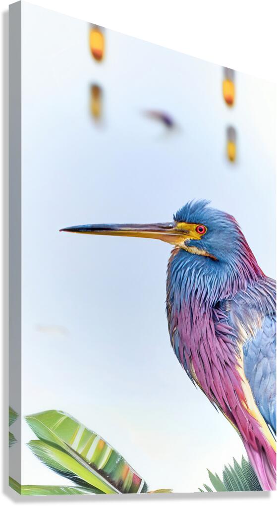 Tri Colored Heron Canvas Print