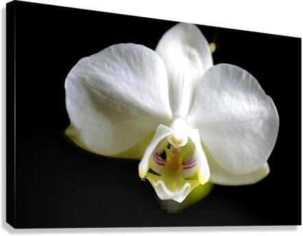 White Orchid Canvas Print