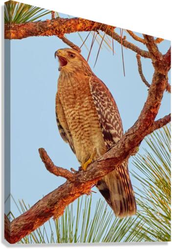 Red-Shouldered Hawk Canvas Print