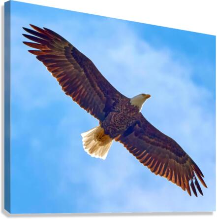 Soaring Bald Eagle Canvas Print