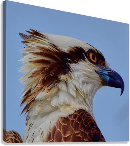 Osprey Extreme Closeup Canvas Print