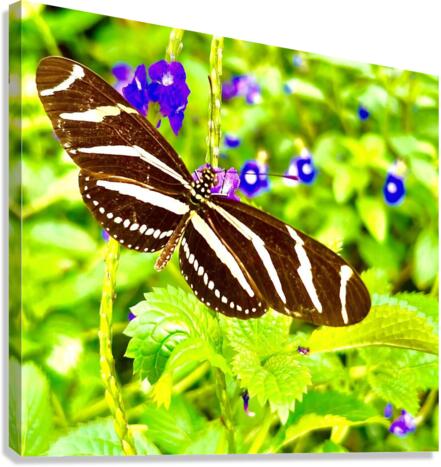 Zebra Longwing Canvas Print