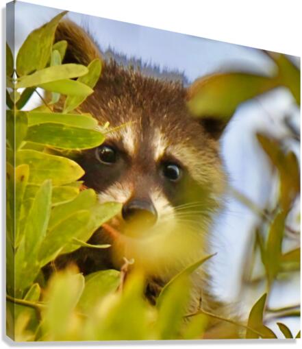Racoon Kit Canvas Print