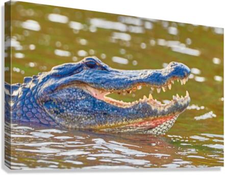 Smiling gator Canvas Print