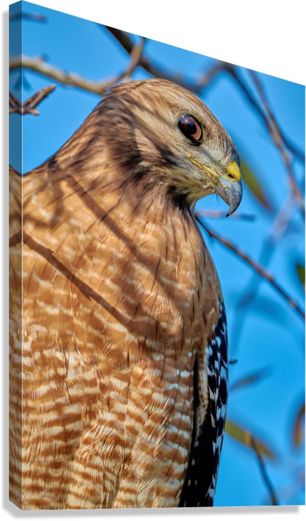  Focused Red-Shouldered Hawk Canvas Print