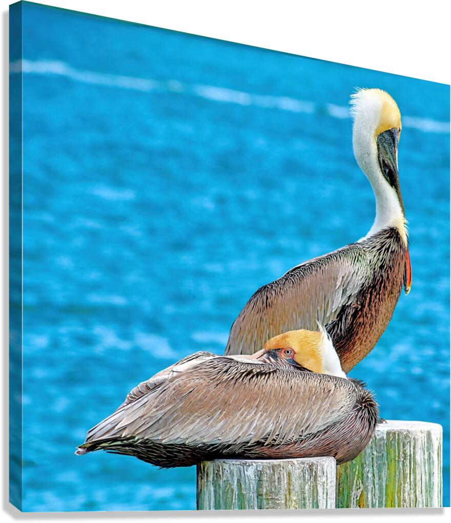 Pelicans Canvas Print