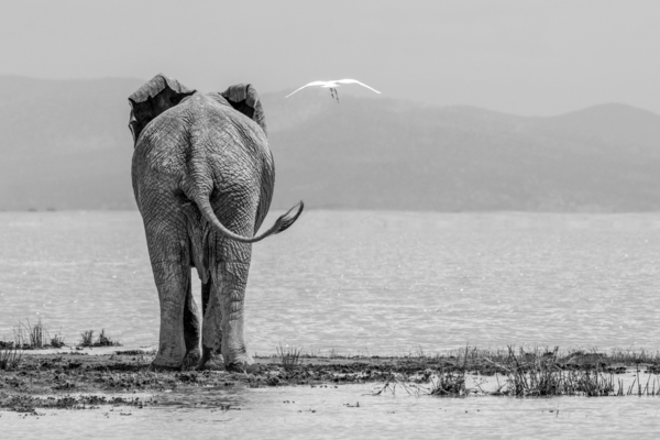 What A View Print