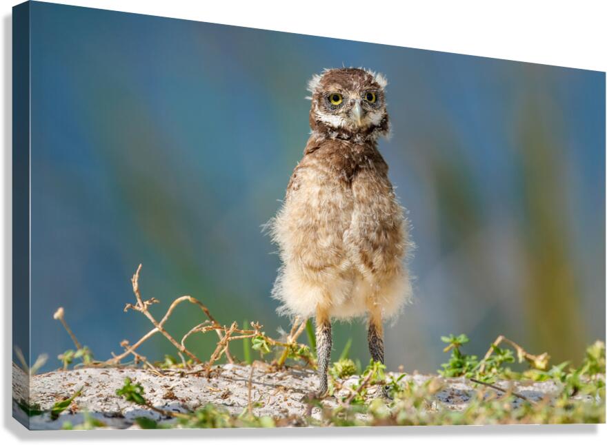 Bedraggled & Bewildered Canvas Print