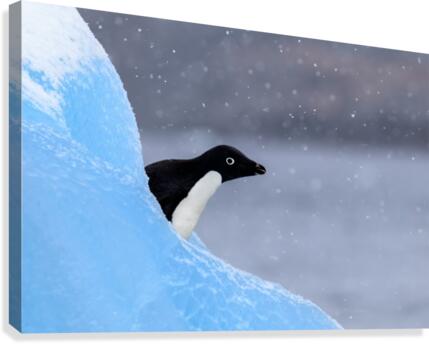 Peek-A-Boo Canvas Print