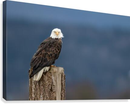 Bald & Beautiful Canvas Print