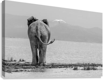 What A View Canvas Print