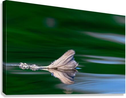 GreenFeather Canvas Print