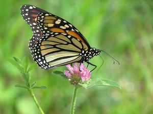 Monarch