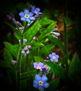 Forget Me Not
