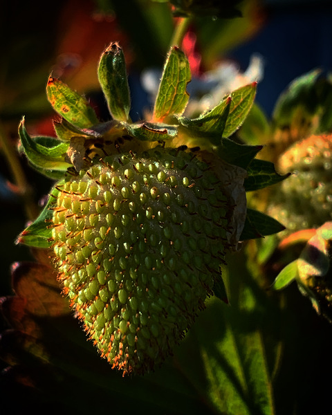 Strawberry Print