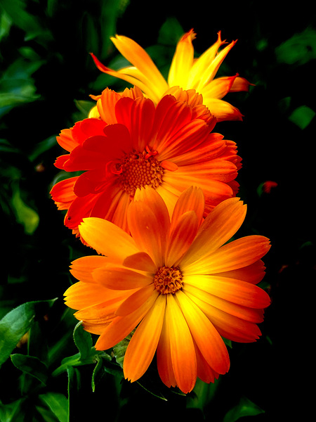 Calendula Print