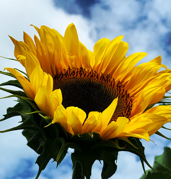 Sunflower Print