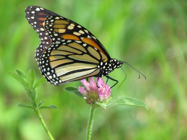 Monarch Print