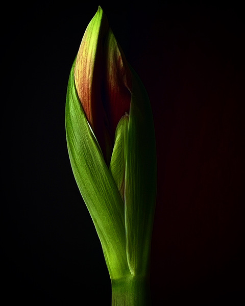Amaryllis Print