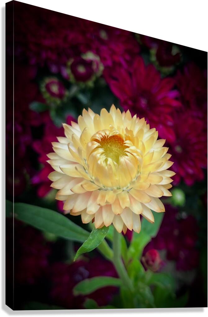 Strawflower Canvas Print