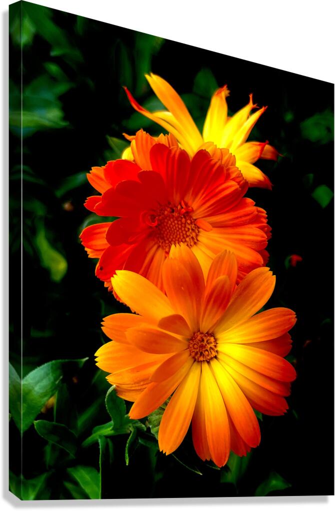 Calendula Canvas Print